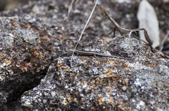 Cryptoblepharus virgatus
