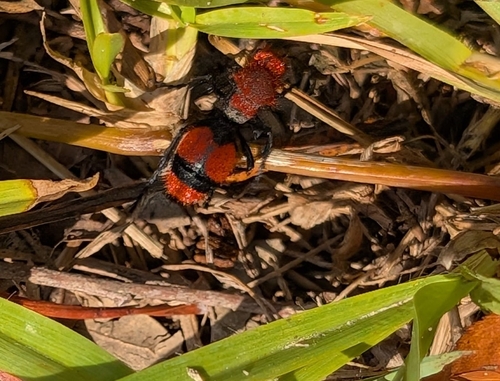 Common Eastern Velvet Ant