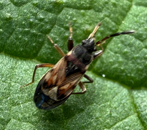 Thomson's groundbug