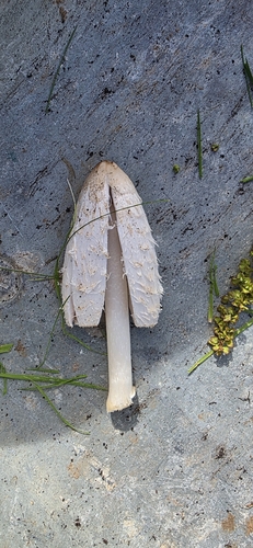 Shaggy Mane