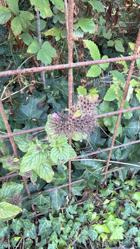 Wild Basil