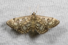 Anania tertialis