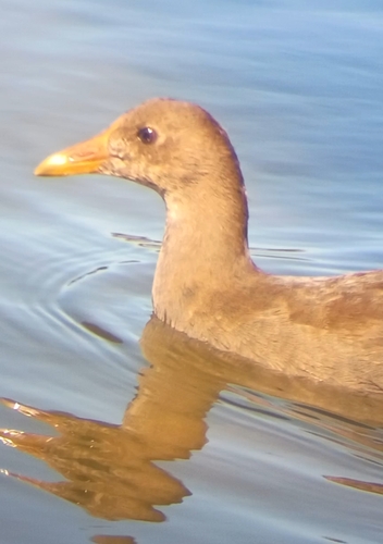 Eurasian Moorhen