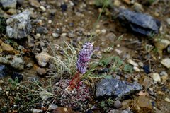 Orostachys thyrsiflora
