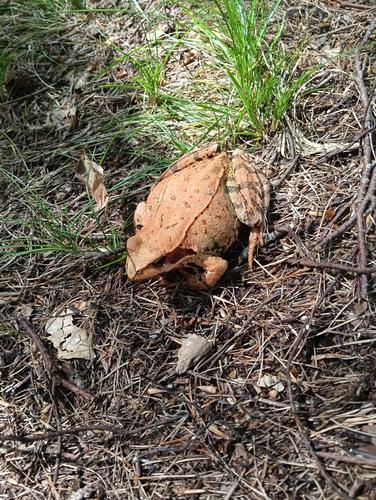 European Common Frog