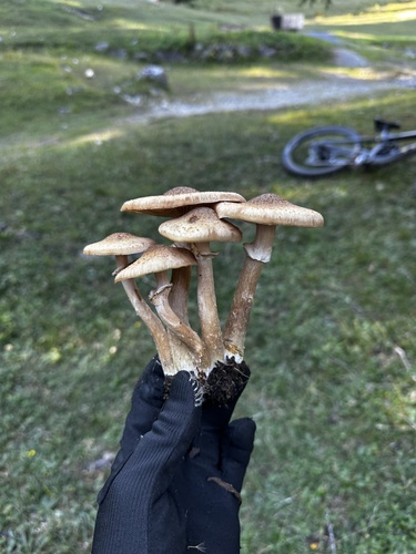 Honey Mushroom