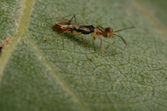 Echthrodelphax