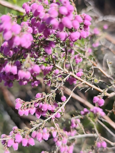 Erica hirtiflora, photograph 1