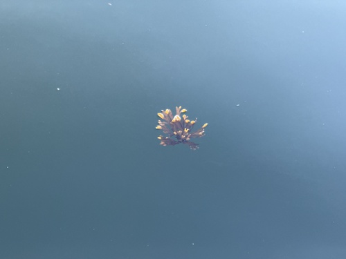 Rockweed