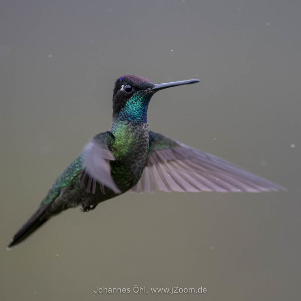 Talamanca Hummingbird photo