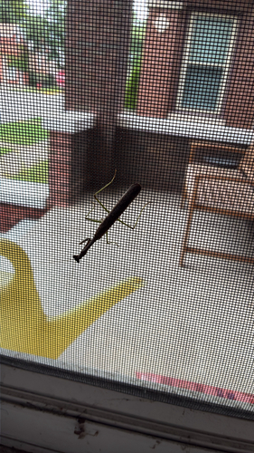 Carolina Mantis