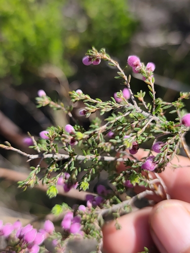 Erica hirtiflora, photograph 2