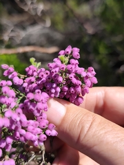 (c) Jeanette Clarke, some rights reserved (CC BY-SA) Erica hirtiflora, photograph (c) Jeanette Clarke, some rights reserved (CC BY-SA)