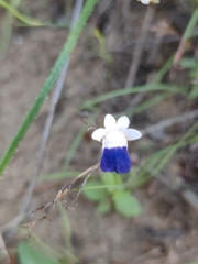 Nemesia barbata