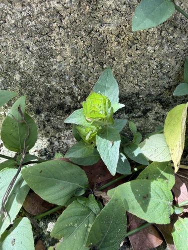 Browne's blechum