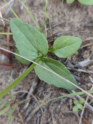 Nemesia barbata, photograph 2