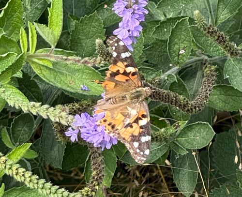 Painted Lady
