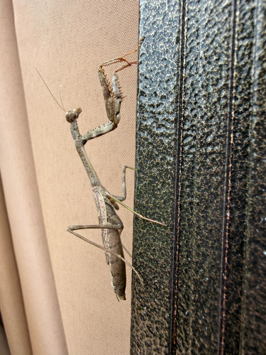 Carolina Mantis