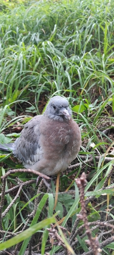 Common Wood-Pigeon