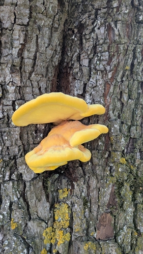 chicken of the woods