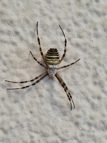 Wasp Spider