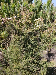 Brunia noduliflora, photograph (c) Jeanette Clarke, some rights reserved (CC BY-SA)