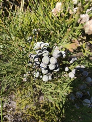Brunia noduliflora, photograph (c) Jeanette Clarke, some rights reserved (CC BY-SA)