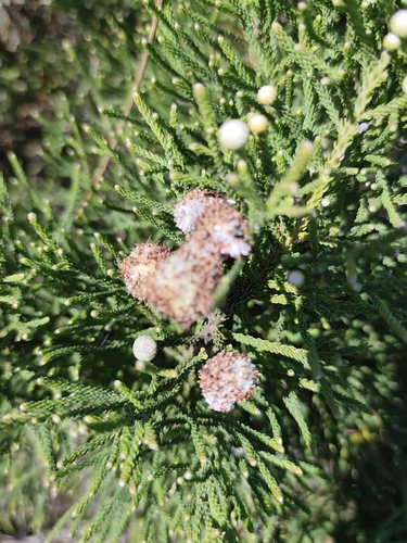 Brunia noduliflora, photograph 5
