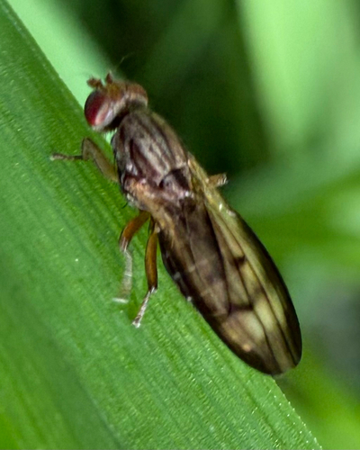 Opomyza germinationis