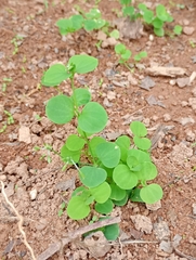 Drymaria cordata