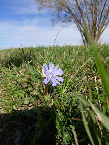 chicory