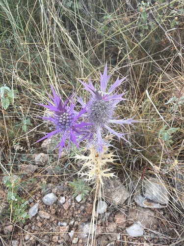 Leavenworth's eryngo