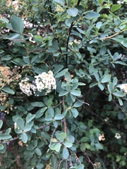 Spiraea × vanhouttei