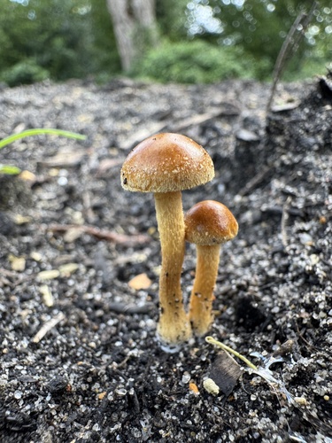 Common Fieldcap