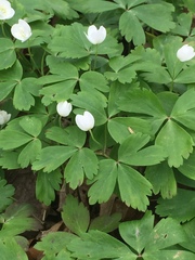 Anemonoides quinquefolia