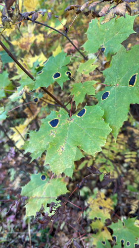 Black Tar Spot