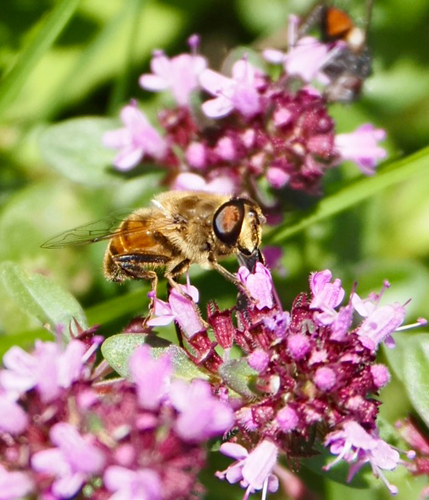 Common Drone Fly