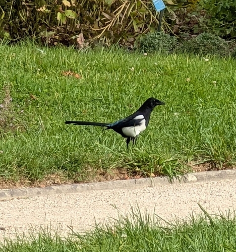 Eurasian Magpie