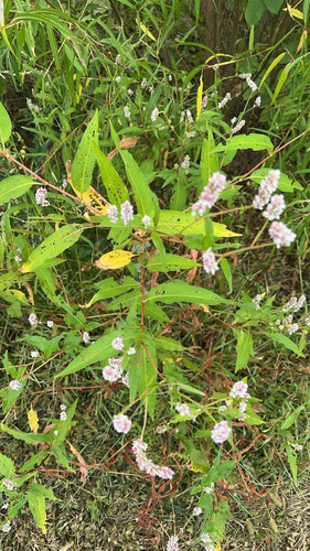 pinkweed