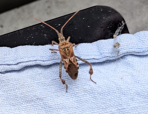 Western Conifer Seed Bug