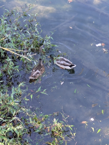 Mallard