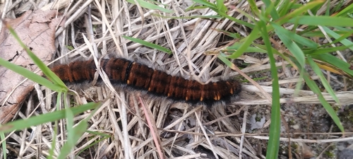 Fox Moth