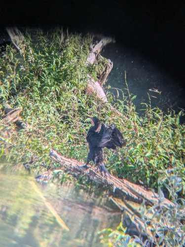 Pygmy Cormorant