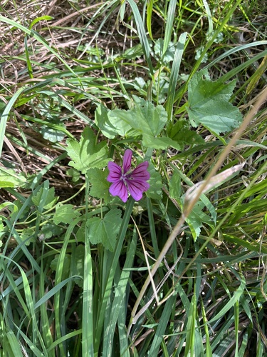 Common Mallow