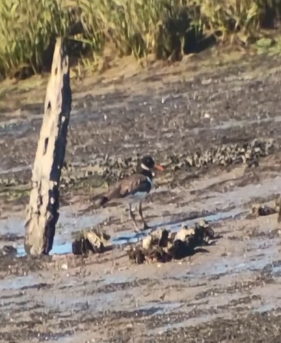 Eurasian Oystercatcher