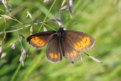 Erebia epiphron