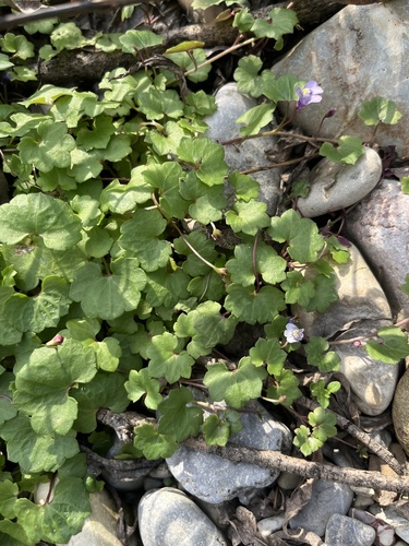 Ivy-leaved toadflax