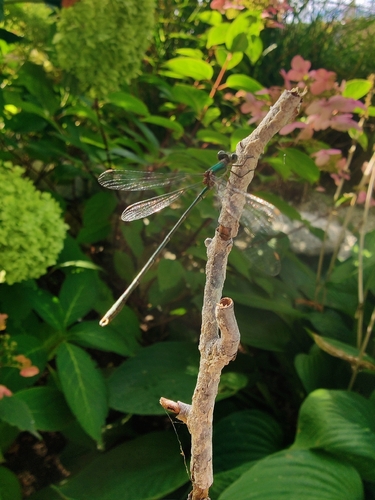 Western Willow Spreadwing
