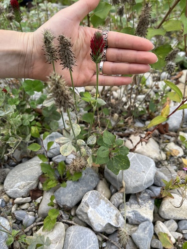 crimson clover