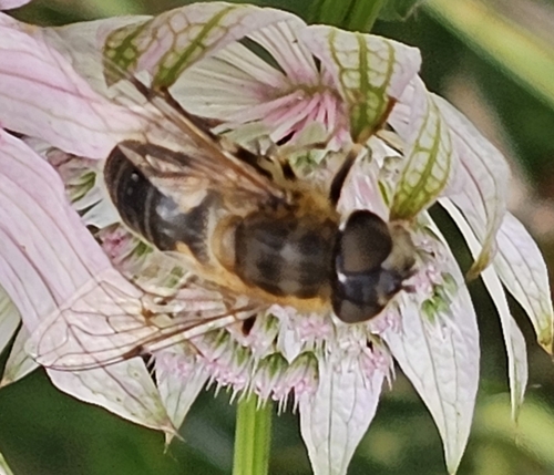 Tapered Drone Fly